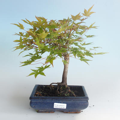 Außenbonsai - Acer palmatum Beni Tsucasa - Japanischer Ahorn 408-VB2019-26736 - 2