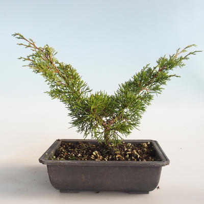 Bonsai im Freien - Juniperus chinensis Itoigava-chinesischer Wacholder VB2019-26893 - 2