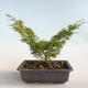 Bonsai im Freien - Juniperus chinensis Itoigava-chinesischer Wacholder VB2019-26893 - 2/3