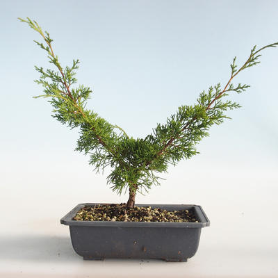 Bonsai im Freien - Juniperus chinensis Itoigava-chinesischer Wacholder VB2019-26898 - 2