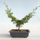 Bonsai im Freien - Juniperus chinensis Itoigava-chinesischer Wacholder VB2019-26898 - 2/3