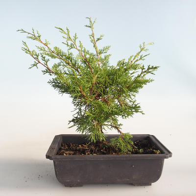 Bonsai im Freien - Juniperus chinensis Itoigava-chinesischer Wacholder VB2019-26899 - 2