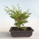 Bonsai im Freien - Juniperus chinensis Itoigava-chinesischer Wacholder VB2019-26899 - 2/3