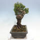 Bonsai im Freien - Pinus parviflora - kleinblumige Kiefer - 2/5