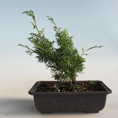 Bonsai im Freien - Juniperus chinensis Itoigava-chinesischer Wacholder VB2019-26905 - 2