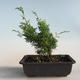 Bonsai im Freien - Juniperus chinensis Itoigava-chinesischer Wacholder VB2019-26905 - 2/3