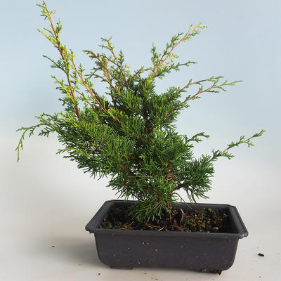 Bonsai im Freien - Juniperus chinensis Itoigava-chinesischer Wacholder VB2019-26913 - 2