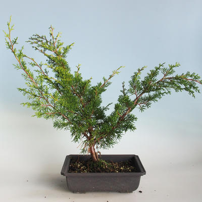 Bonsai im Freien - Juniperus chinensis Itoigava-chinesischer Wacholder VB2019-26914 - 2