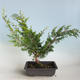 Bonsai im Freien - Juniperus chinensis Itoigava-chinesischer Wacholder VB2019-26914 - 2/3