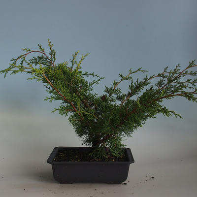 Bonsai im Freien - Juniperus chinensis Itoigava-chinesischer Wacholder VB2019-26918 - 2