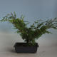 Bonsai im Freien - Juniperus chinensis Itoigava-chinesischer Wacholder VB2019-26918 - 2/3
