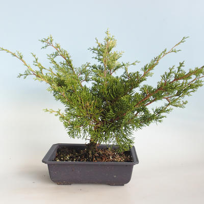 Bonsai im Freien - Juniperus chinensis Itoigava-chinesischer Wacholder VB2019-26923 - 2