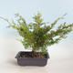 Bonsai im Freien - Juniperus chinensis Itoigava-chinesischer Wacholder VB2019-26923 - 2/3