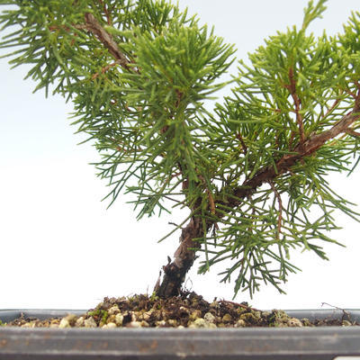Bonsai im Freien - Juniperus chinensis Itoigawa-chinesischer Wacholder VB2019-26975 - 2