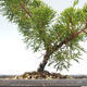 Bonsai im Freien - Juniperus chinensis Itoigawa-chinesischer Wacholder VB2019-26975 - 2/2