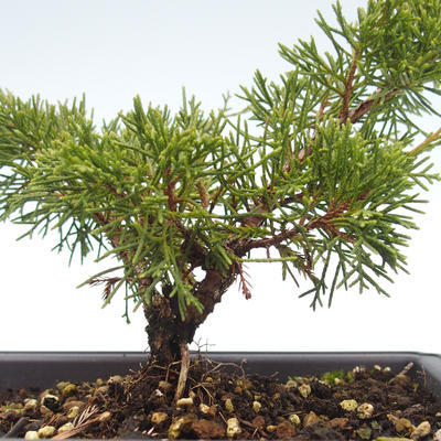 Im Freienbonsais - Juniperus chinensis Itoigawa-chinesischer Wacholderbusch VB2019-26981 - 2