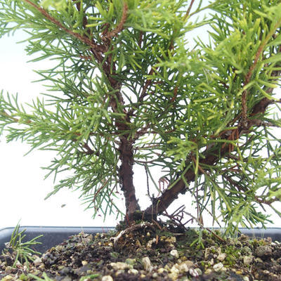 Bonsai im Freien - Juniperus chinensis Itoigawa-chinesischer Wacholder VB2019-26982 - 2