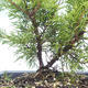 Bonsai im Freien - Juniperus chinensis Itoigawa-chinesischer Wacholder VB2019-26982 - 2/2