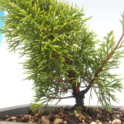 Bonsai im Freien - Juniperus chinensis Itoigawa-chinesischer Wacholder VB2019-26983 - 2