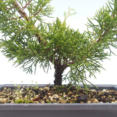 Bonsai im Freien - Juniperus chinensis Itoigawa-chinesischer Wacholder VB2019-26984 - 2