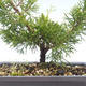 Bonsai im Freien - Juniperus chinensis Itoigawa-chinesischer Wacholder VB2019-26984 - 2/2
