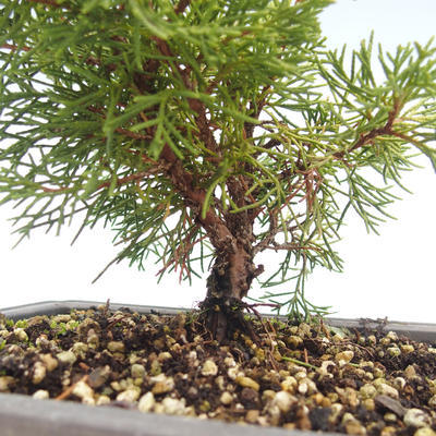 Im Freienbonsais - Juniperus chinensis Itoigawa-chinesischer Wacholderbusch VB2019-26989 - 2