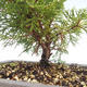 Im Freienbonsais - Juniperus chinensis Itoigawa-chinesischer Wacholderbusch VB2019-26989 - 2/2