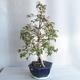 Zimmer Bonsai - Australische Kirsche - Eugenia uniflora - 2/5