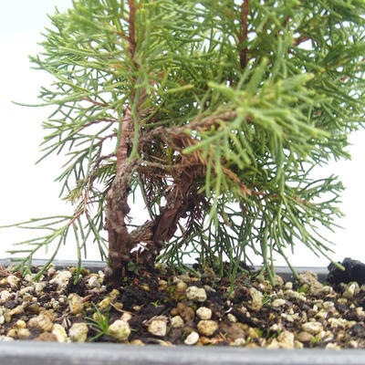 Bonsai im Freien - Juniperus chinensis Itoigawa-chinesischer Wacholder VB2019-26993 - 2
