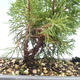 Bonsai im Freien - Juniperus chinensis Itoigawa-chinesischer Wacholder VB2019-26993 - 2/2