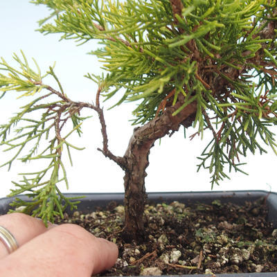 Bonsai im Freien - Juniperus chinensis Itoigawa-chinesischer Wacholder VB2019-26994 - 2