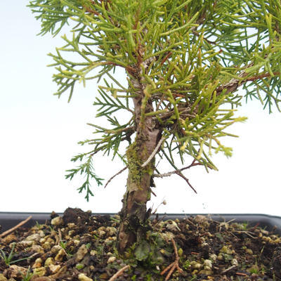 Bonsai im Freien - Juniperus chinensis Itoigawa-chinesischer Wacholder VB2019-26997 - 2