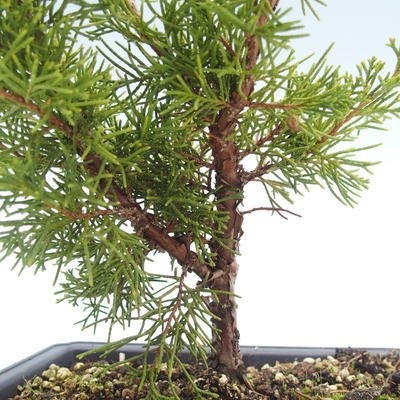 Bonsai im Freien - Juniperus chinensis Itoigawa-chinesischer Wacholder VB2019-26998 - 2