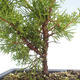 Bonsai im Freien - Juniperus chinensis Itoigawa-chinesischer Wacholder VB2019-26998 - 2/2