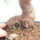 Zimmerbonsai - Ficus nerifolia - kleinblättriger Ficus - 2/6