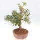 Zimmerbonsai - Ficus nerifolia - kleinblättriger Ficus - 2/5