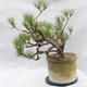 Outdoor-Bonsai Wald -Borovice - Pinus sylvestris - 2/7