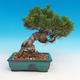 Pinus thunbergii - Kiefer thunbergova - 2/3