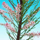 Bonsai im Freien - Tamaris parviflora Tamarisk 408-VB2019-26797 - 2/3
