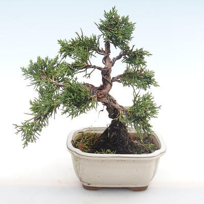 Bonsai im Freien - Juniperus chinensis - Chinesischer Wacholder VB2020-75 - 2
