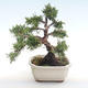 Bonsai im Freien - Juniperus chinensis - Chinesischer Wacholder VB2020-75 - 2/2