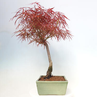 Bonsai im Freien - Acer palmatum RED PYGMY - 2