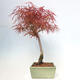 Bonsai im Freien - Acer palmatum RED PYGMY - 2/5