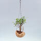 Kokedama in Keramik - kleinblättriger Ficus - Ficus kimmen - 2/2