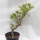 Outdoor-Bonsai Wald -Borovice - Pinus sylvestris - 2/6