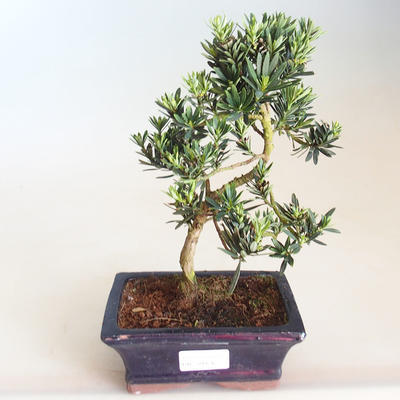Indoor Bonsai - Podocarpus - Stein Eibe PB2201176 - 2