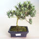 Indoor Bonsai - Podocarpus - Stein Eibe PB2201177 - 2/2