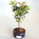 Bonsai im Freien - Rhododendron sp. - Rosa Azalee VB2020-797 - 2/3
