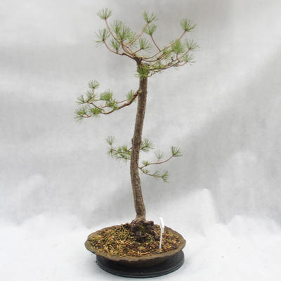 Outdoor-Bonsai Wald -Borovice - Pinus sylvestris - 2