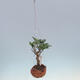 Kokedama in Keramik - kleinblättriger Ficus - Ficus kimmen - 2/2